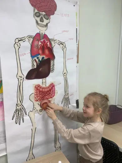 Окружающий мир Человек