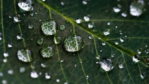 What is DEW?